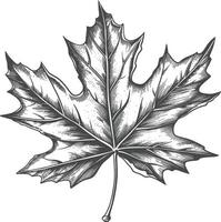 maple leaf with engraving style vector