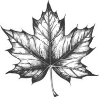 maple leaf with engraving style vector
