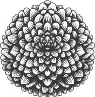 pom pom with engraving style vector