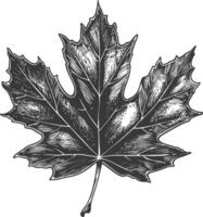 maple leaf with engraving style vector