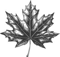 maple leaf with engraving style vector