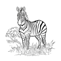 Zebra Sketch Art on Transparent Background png