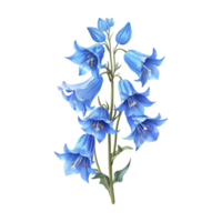 Winter Bluebell Hyacinthoides nonscripta Flower on Transparent Background png