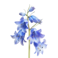 Winter Bluebell Hyacinthoides nonscripta Flower on Transparent Background png