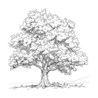 Tree Sketch Art on Transparent Background png