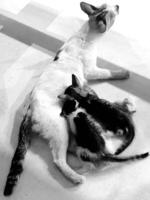 The best view of the cat family. Two small white and black kittens suckling on their mother. Mother cat with fur babies lying on the floor. photo