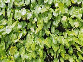 Philodendron burle marx or brekele is a type of Philodendron that has shiny green leaves with a shape resembling taro leaves. This plant grows in clusters with stems that can climb. photo