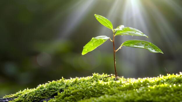 Presentation of plant germination sequence and plant growth concept in the suitable external environment. photo