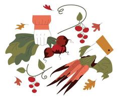 Harvesting season. Hand gathering or collecting ripe vegetables, carrots vector