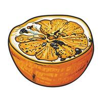 Rotten orange showing mold growing on its surface vector