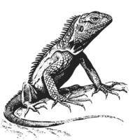 Iguana posing on a rock black and white line art drawing vector