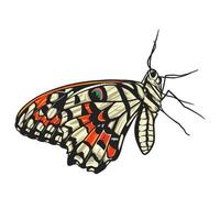 Illustration of a colorful butterfly spreading its wings in a side view vector