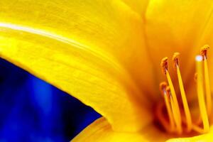Macro photo of yellow lilies, taken in Malang Indonesia add on May 30 2024