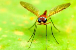 macro photo of dragonfly