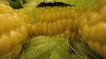 A close-up image of fresh yellow corn on the cob. The corn is surrounded by green lettuce leaves, giving the image a vibrant and colorful appearance. The corn kernels are plump and juicy. video
