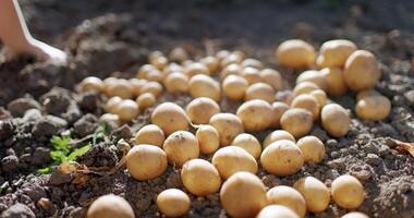 A lot of fresh potato of soil, someone is throwing potatoes in farmland video