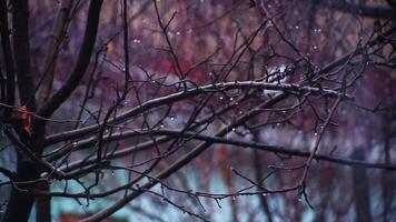 Trees in the garden during the rain on the background of the house. video