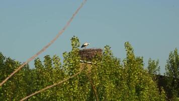 A nest of storks with birds in it against the background of a blue summer sky. video