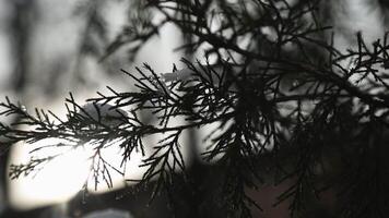 Pine branch with ice and snow on the background of snowdrifts. video