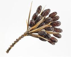 a bunch of dates on a stem photo