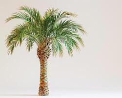 a palm tree is shown in a white background photo