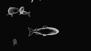 Black background with white fish. Design. Large transparent fish of white shades made in computer graphics. video