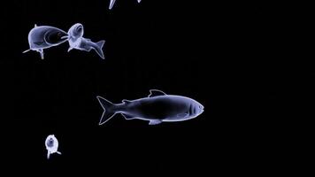 Abstract flowing silhouettes of colorful fishes isolated on a black background Design. Marine creatures holograms underwater. video