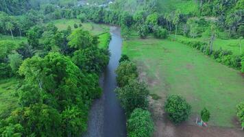 Aerial view of a small river in the middle of the jungle video