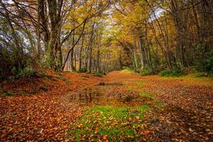 Misty autumn scene with a serene stream flowing through the montseny beech forest in catalonia, blanketed with fallen leaves. End of the world park, Argentinan Ushuaia photo