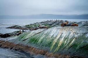 A group of sea lions is resting on the slope of a rocky islet. Cormorants are sitting on the cliff. Mountains against the sky. Argentina. Isla de los Lobos. The photo