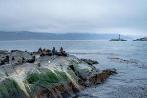 A group of sea lions is resting on the slope of a rocky islet. Cormorants are sitting on the cliff. Mountains against the sky. Argentina. Isla de los Lobos. The photo
