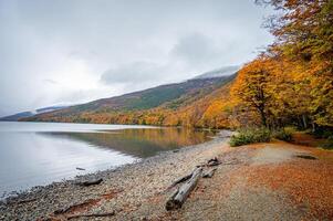 Misty autumn scene with a serene stream flowing through the montseny beech forest in catalonia, blanketed with fallen leaves. End of the world park, Argentinan Ushuaia photo