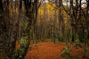Misty autumn scene with a serene stream flowing through the montseny beech forest in catalonia, blanketed with fallen leaves. End of the world park, Argentinan Ushuaia photo