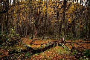 Misty autumn scene with a serene stream flowing through the montseny beech forest in catalonia, blanketed with fallen leaves. End of the world park, Argentinan Ushuaia photo