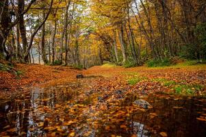 Misty autumn scene with a serene stream flowing through the montseny beech forest in catalonia, blanketed with fallen leaves. End of the world park, Argentinan Ushuaia photo
