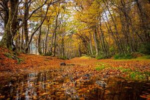 Misty autumn scene with a serene stream flowing through the montseny beech forest in catalonia, blanketed with fallen leaves. End of the world park, Argentinan Ushuaia photo