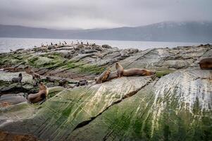 A group of sea lions is resting on the slope of a rocky islet. Cormorants are sitting on the cliff. Mountains against the sky. Argentina. Isla de los Lobos. The photo