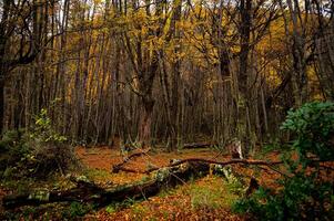 Misty autumn scene with a serene stream flowing through the montseny beech forest in catalonia, blanketed with fallen leaves. End of the world park, Argentinan Ushuaia photo