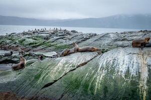 A group of sea lions is resting on the slope of a rocky islet. Cormorants are sitting on the cliff. Mountains against the sky. Argentina. Isla de los Lobos. The photo