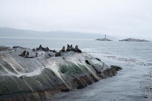 A group of sea lions is resting on the slope of a rocky islet. Cormorants are sitting on the cliff. Mountains against the sky. Argentina. Isla de los Lobos. The photo