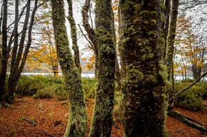 Misty autumn scene with a serene stream flowing through the montseny beech forest in catalonia, blanketed with fallen leaves. End of the world park, Argentinan Ushuaia photo