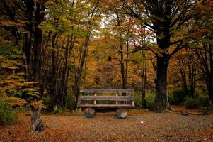 Misty autumn scene with a serene stream flowing through the montseny beech forest in catalonia, blanketed with fallen leaves. End of the world park, Argentinan Ushuaia photo