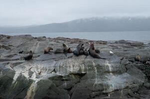 A group of sea lions is resting on the slope of a rocky islet. Cormorants are sitting on the cliff. Mountains against the sky. Argentina. Isla de los Lobos. The photo