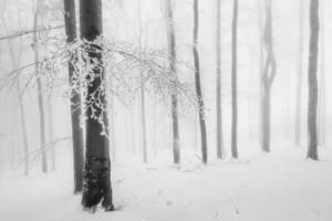 Beech tree with leafy branch photo