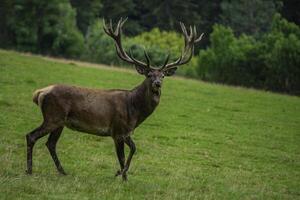 Deer with antlers in a meadow photo