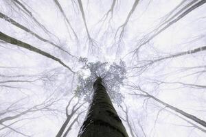 View into the crown of a beech tree photo