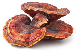 Lingzhi mushroom, ganoderma lucidum isolated on white background photo