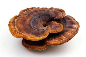 Lingzhi mushroom, ganoderma lucidum isolated on white background photo