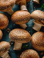 Decorative mushrooms exhibit a captivating pattern, presenting an enchantment of the fungi kingdom. photo