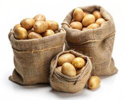 three sacks of potatoes on a white background photo